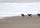 Kleine strandloper   C.Martijn